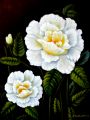 roses blanches - FLEURS