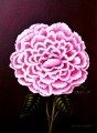 Rose - FLEURS