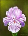 Iris violet - FLEURS