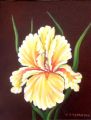 Iris Jaune - FLEURS